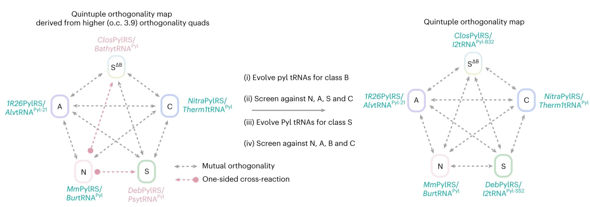 Open access visualization of Network, Pathway, tRNA Pyl, Evolution Strategy, Cross-reaction