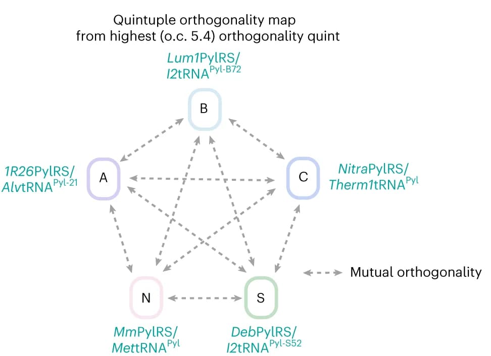 Open access visualization of Network, Pathway, Orthogonal Pairs, PylRS, Interaction Schematic