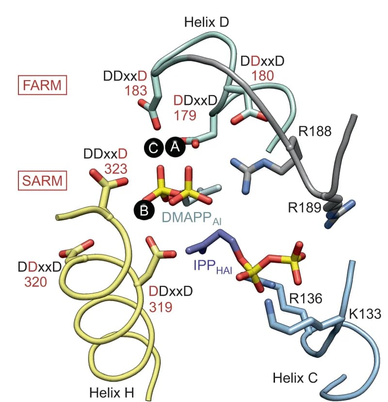Open access visualization of Protein Structure, Chemical Structure, Active site, scIDS enzymes, PcIDS1
