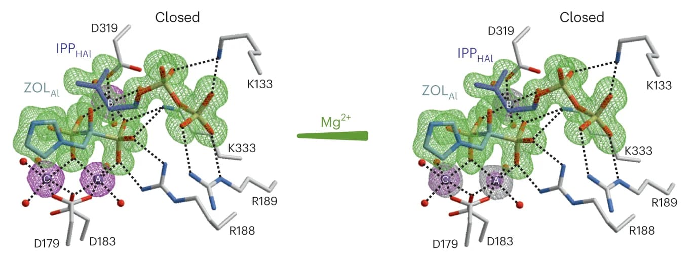 Open access visualization of Protein Structure, Chemical Structure, PcIDS1 Mn:ZOL:IPP, PDB 8A7J, PDB 8A7K