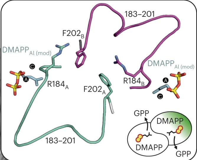 Open access visualization of Protein Structure, Illustration, DMAPP, Substrate Loop, Cation-pi Interactions