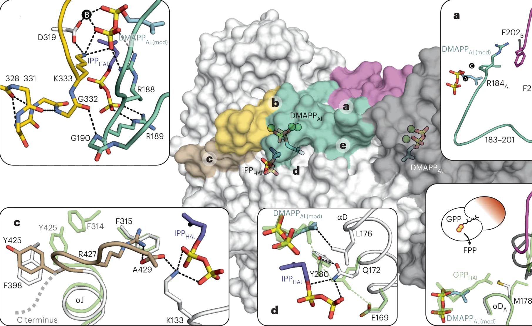 Open access visualization of Protein Structure, Chemical Structure, IPP, Closed State, PP Moieties