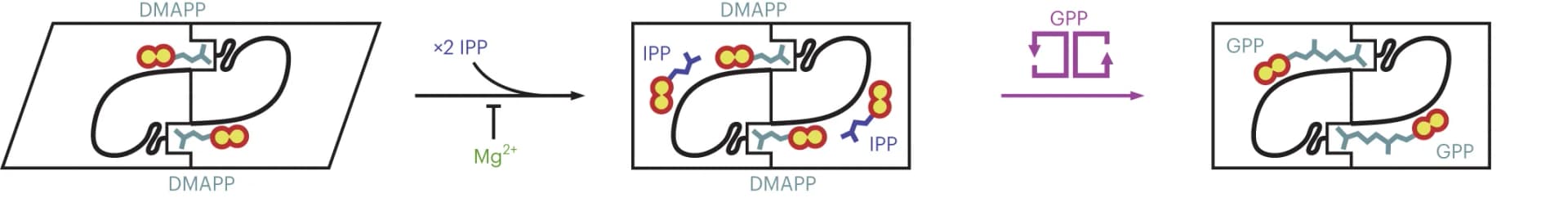 Open access visualization of Workflow, Flowchart, PcIDS1, DMAPP, IPP