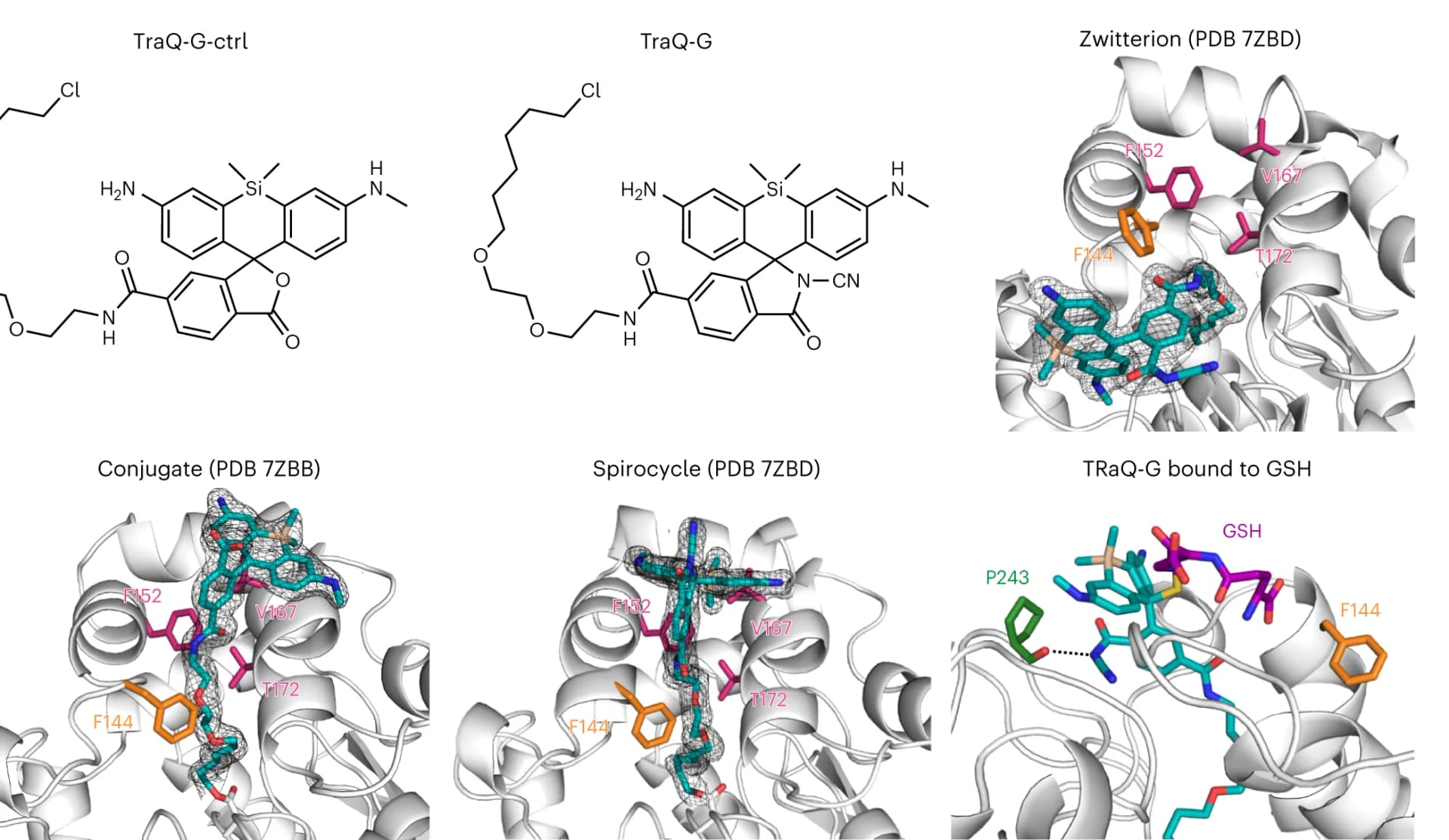 Open access visualization of Chemical Structure, Protein Structure, Small-Molecule Ligand, X-Ray Crystal Structures, SiR Ligand