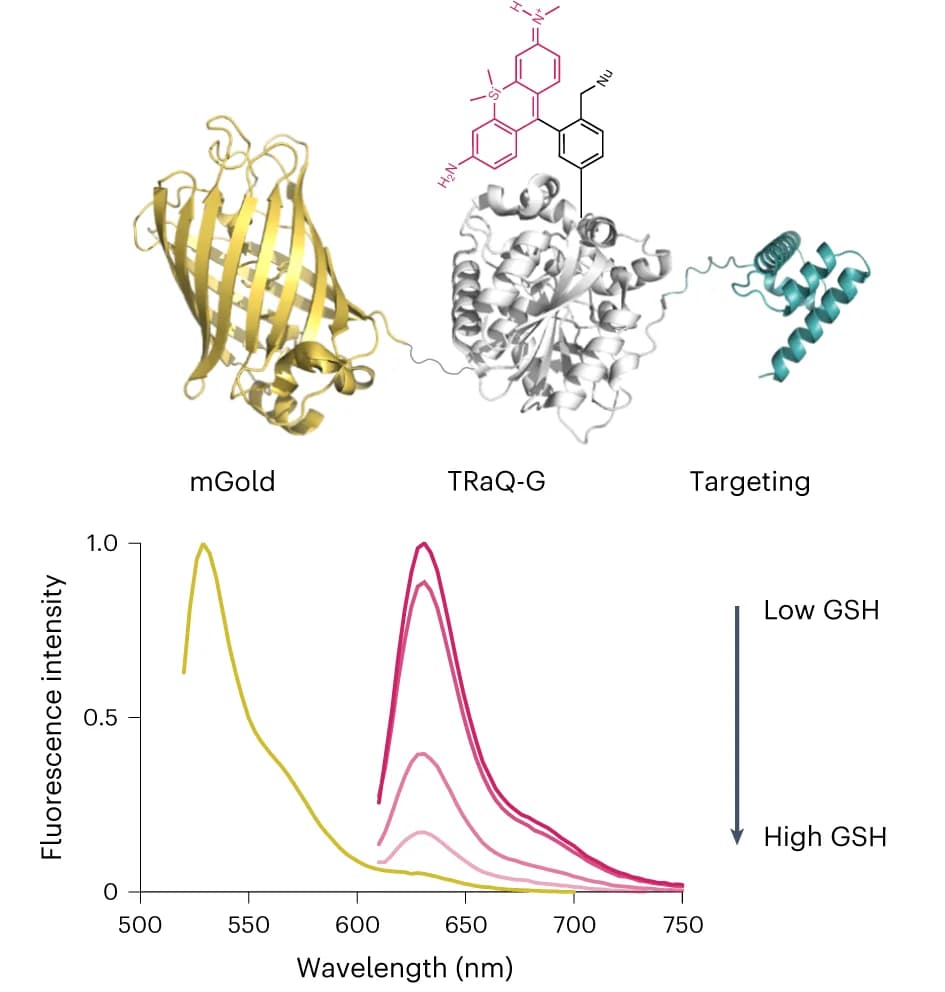 Open access visualization of Line Plot, GSH sensor, TRaQ-G-mGold, Targeting peptide, Ratiometric sensing
