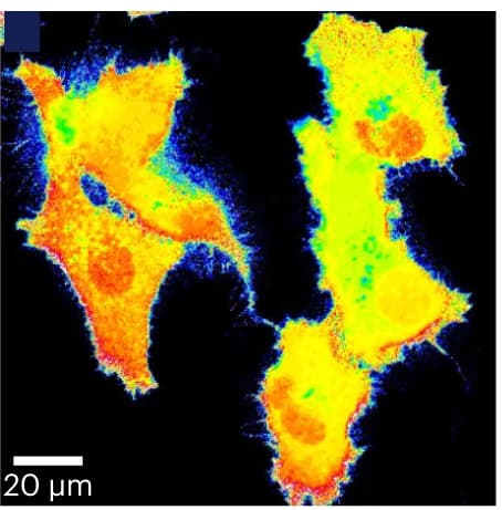 Open access visualization of Microscopy, Ratiometric imaging, GSH, Whole Cells, TRaQ-G-mGold