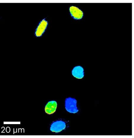 Open access visualization of Microscopy, Ratiometric imaging, GSH, Nuclei, TRaQ-G-mGold