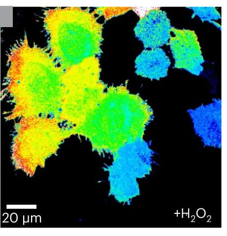 Open access visualization of Microscopy, GSH quantification, Cells, H2O2