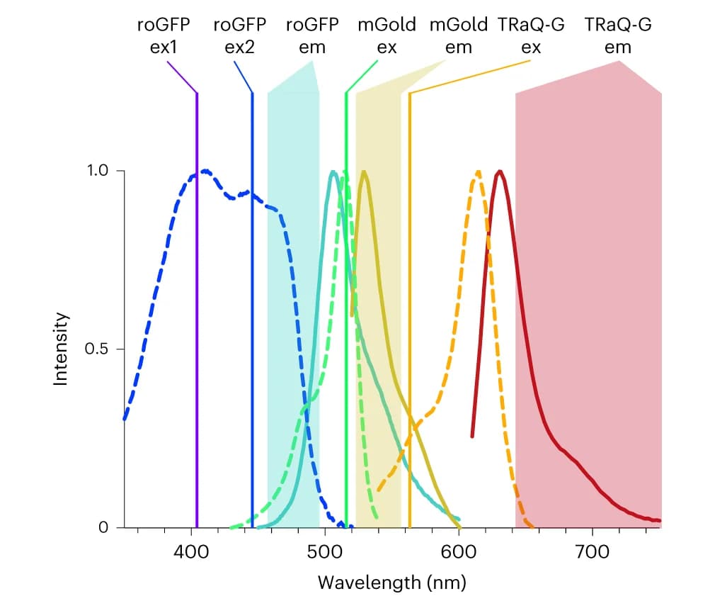Open access visualization of Line Plot, Density Plot, roGFP-iE-ER, calnexin-TRAQ-G-mGold, Multiplexing