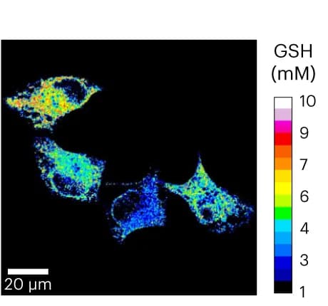 Open access visualization of Microscopy, GSH Concentration, calnexin-TRAQ-G-mGold, Ratiometric Imaging