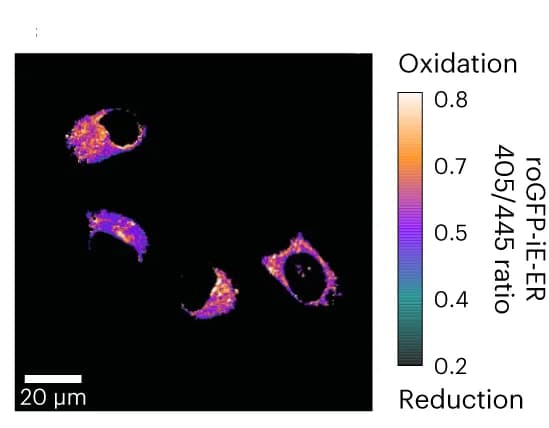 Open access visualization of Microscopy, Redox Potential, roGFP-iE-ER, Ratiometric Imaging