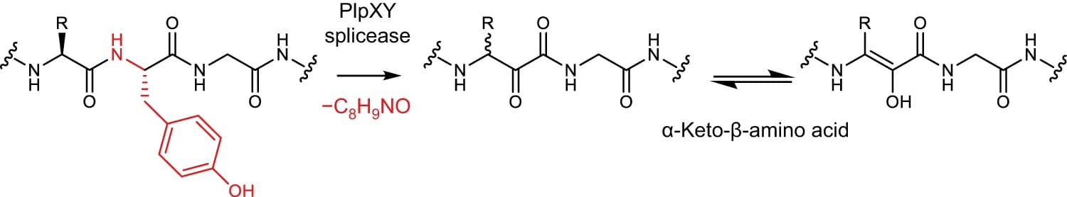 Open access visualization of Chemical Structure, Post-translational Modification, PlpXY Splicease, Tyramine, Tyrosine-Glycine Motif
