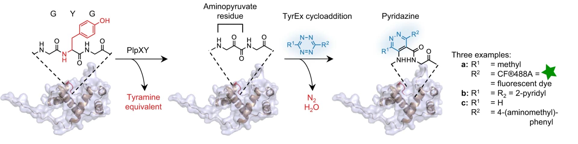 Open access visualization of Workflow, Chemical Structure, Illustration, Tyramine Excision, His6-PlpA3-M5G