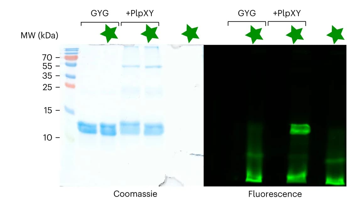 Open access visualization of Gel, His6-PlpA3-M5G, Fluorescent Tetrazine Probe, SDS-PAGE, Molecular Weight