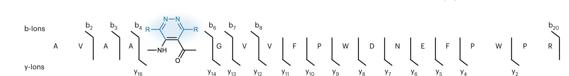 Open access visualization of Chemical Structure, ESI-MS/MS, Fragmentation, Trypsinized Reaction Product, Cycloaddition Site