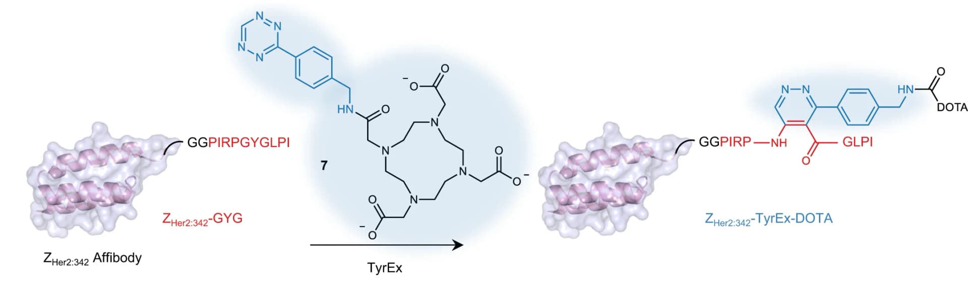 Open access visualization of Chemical Structure, Z Her2:342-DOTA Conjugate, Affibody, Crystal Structures, Splicease Tag