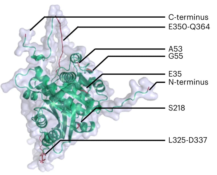 Open access visualization of Protein Structure, FtsZ, AlphaFold, Tag locations
