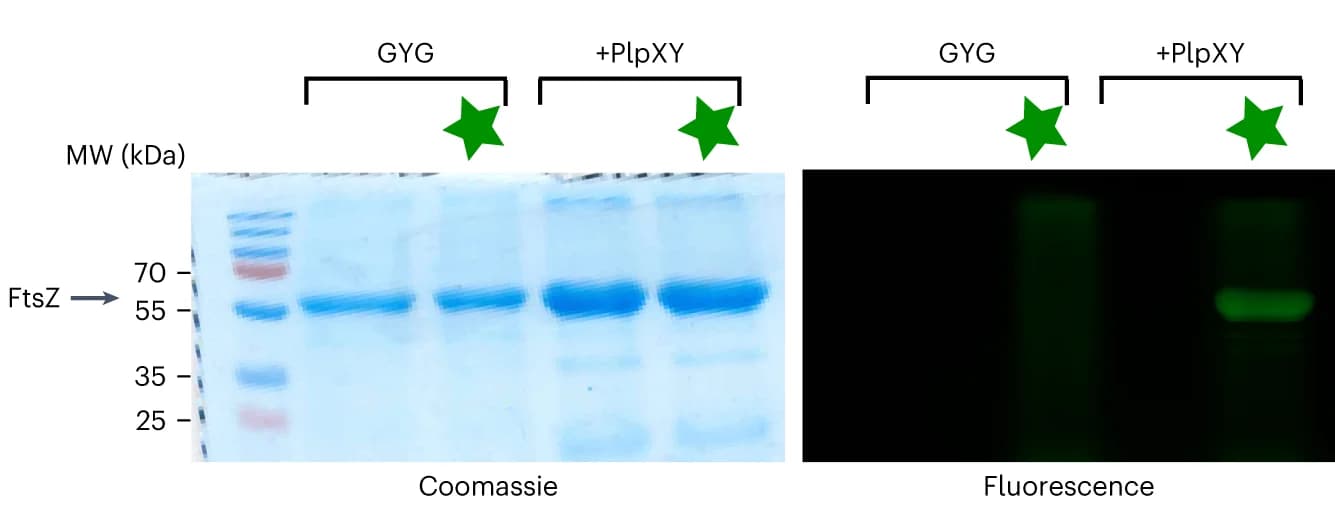 Open access visualization of Gel, SDS-PAGE, CF488A, FtsZ, Coomassie stain