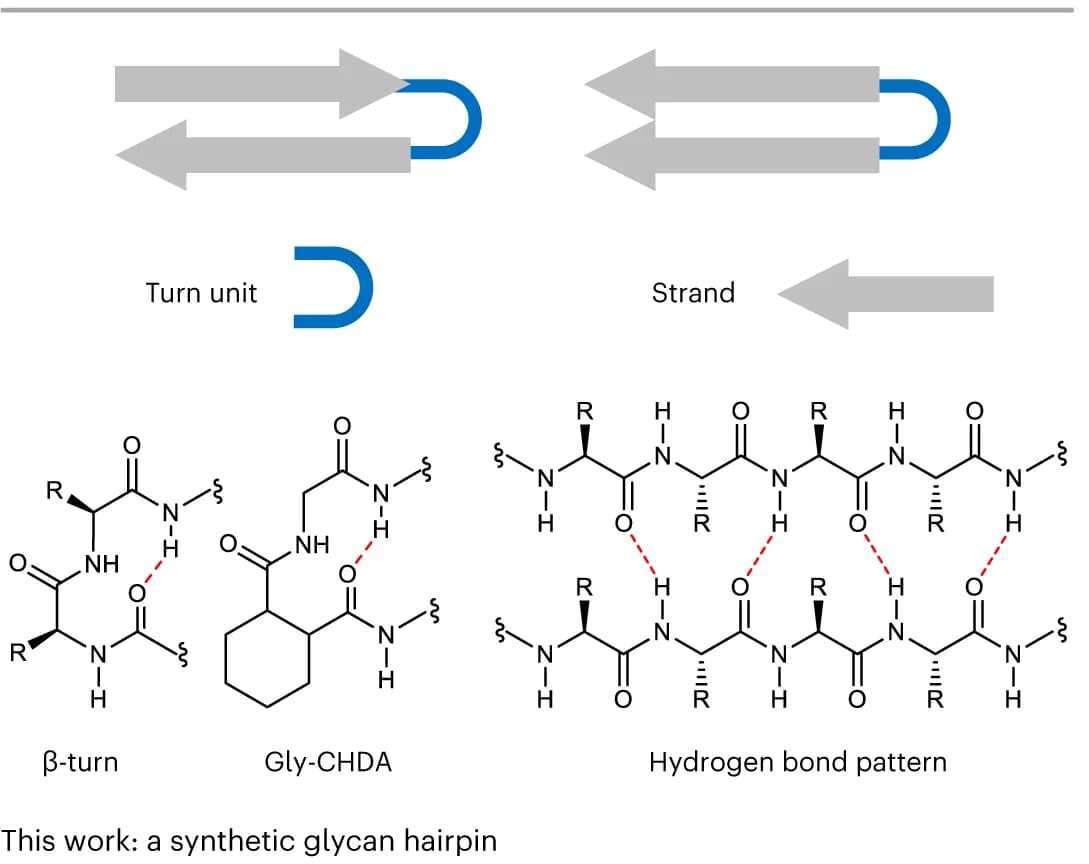 Open access visualization of Chemical Structure, Illustration, Peptide β-sheet, Hydrogen bonds