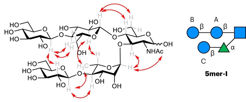Open access visualization of Chemical Structure, Illustration, ROESY NMR, NOEs, 5mer-I