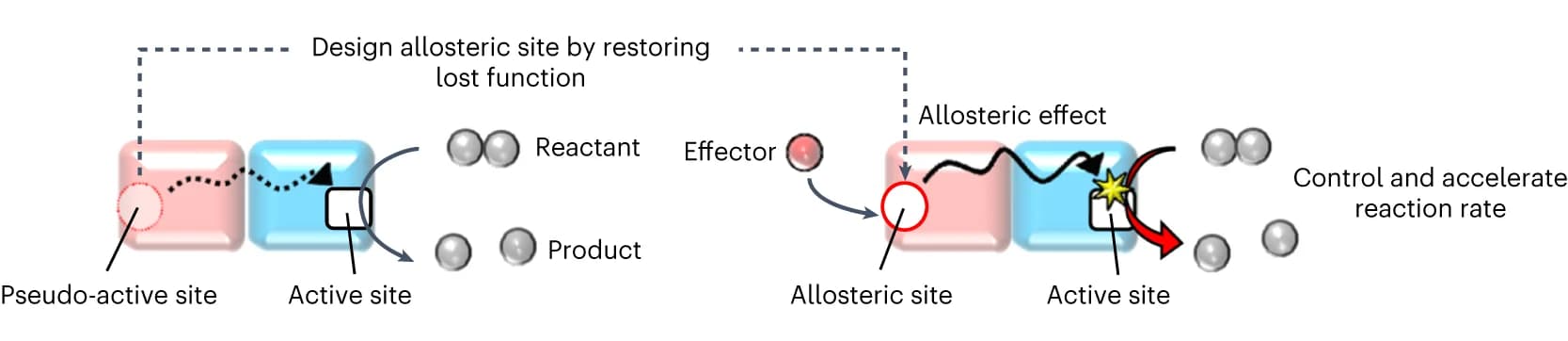 Open access visualization of Workflow, Illustration, Allosteric Site, Protein Dimer Complex, Non-catalytic Subunit