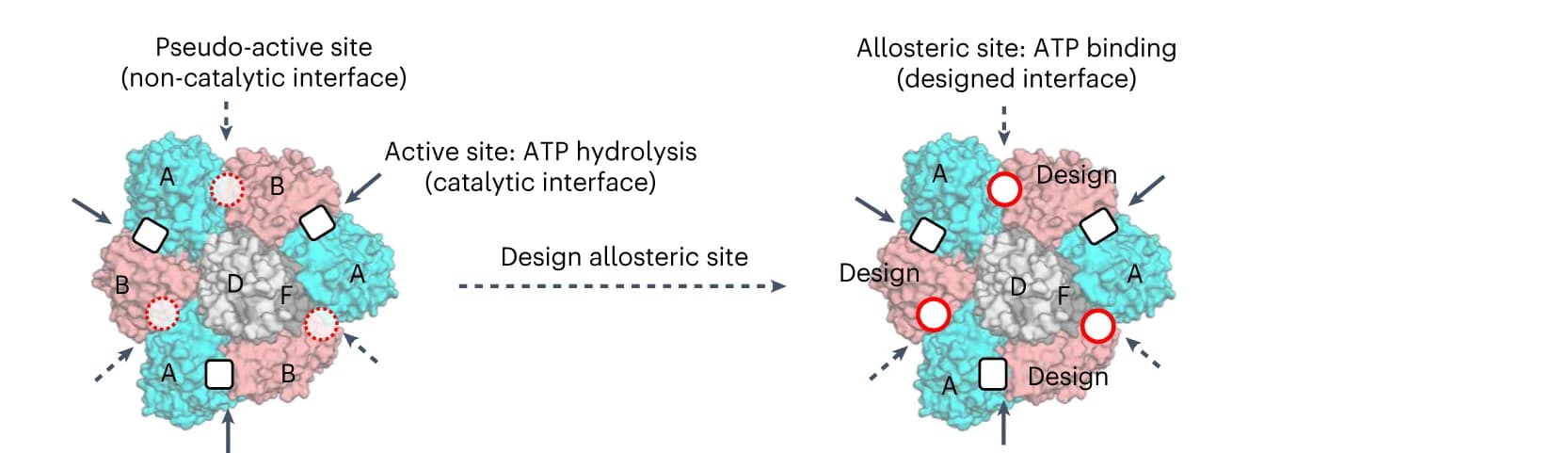Open access visualization of Protein Structure, Chemical Structure, Allosteric Site, V1-ATPase, Catalytic Interface