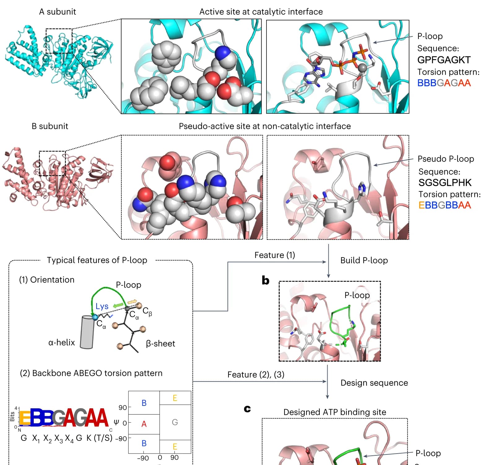 Open access visualization of Workflow, Chemical Structure, Active Site, Subunit, P-loop