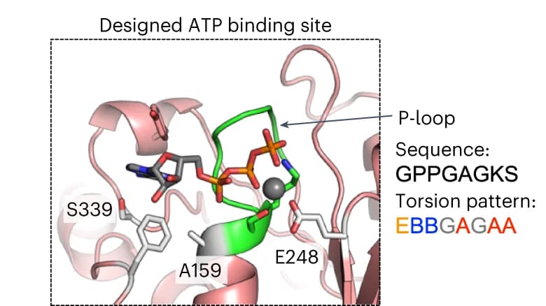 Open access visualization of Protein Structure, ATP-binding Site, Pseudo-active Site, P-loop, Residues