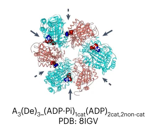 Open access visualization of Protein Structure, Crystal Structures, A3(De)3 Complex, ADP, Catalytic Interfaces