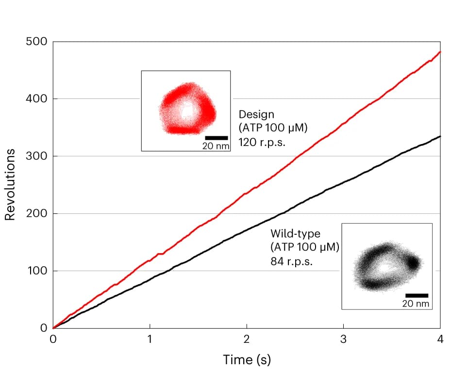 Open access visualization of Line Plot, Photo, Rotation Time Course, V1, Wild-type V1-ATPase