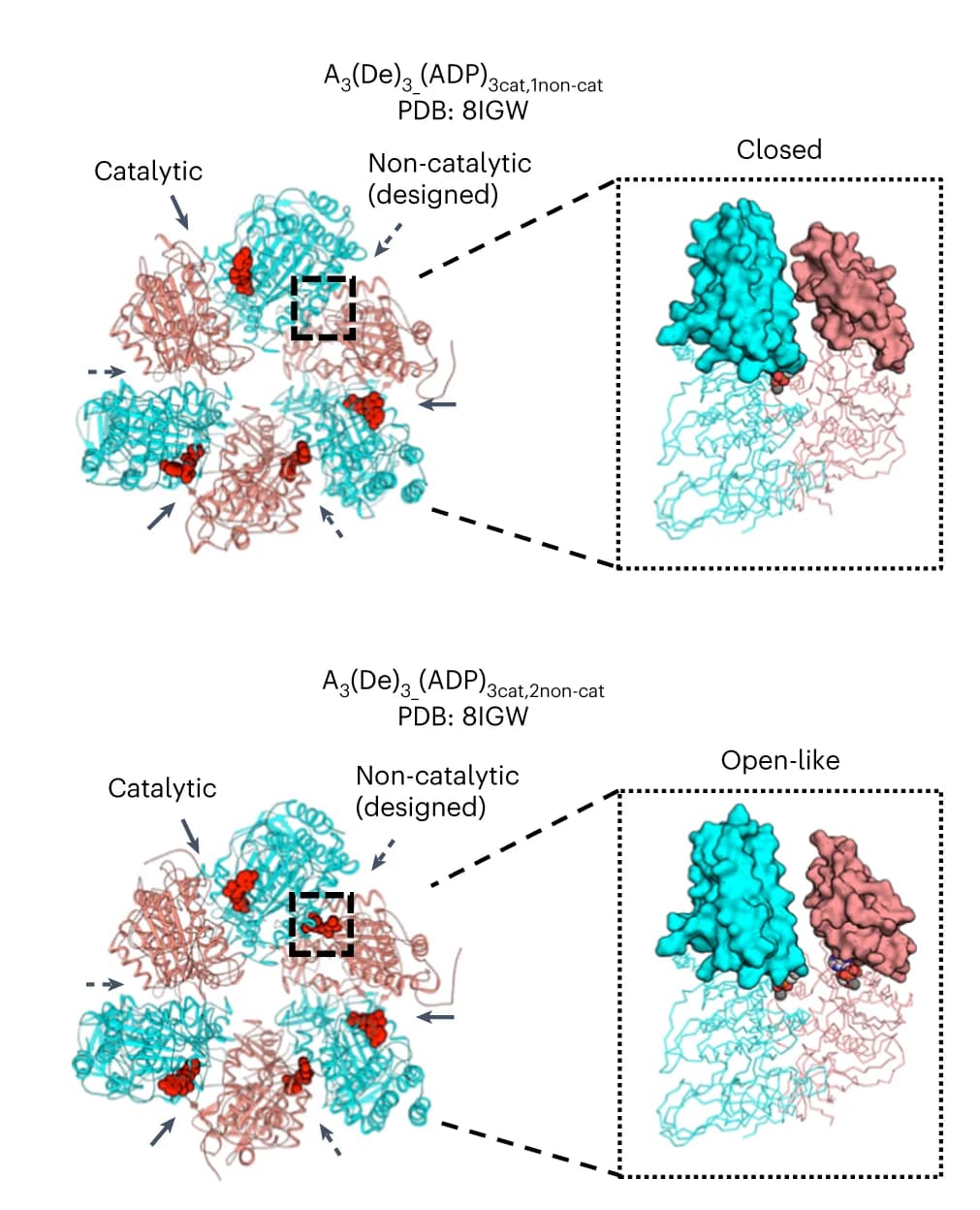 Open access visualization of Protein Structure, Hexameric structures, C-terminal domain, Subunits, Catalytic interfaces