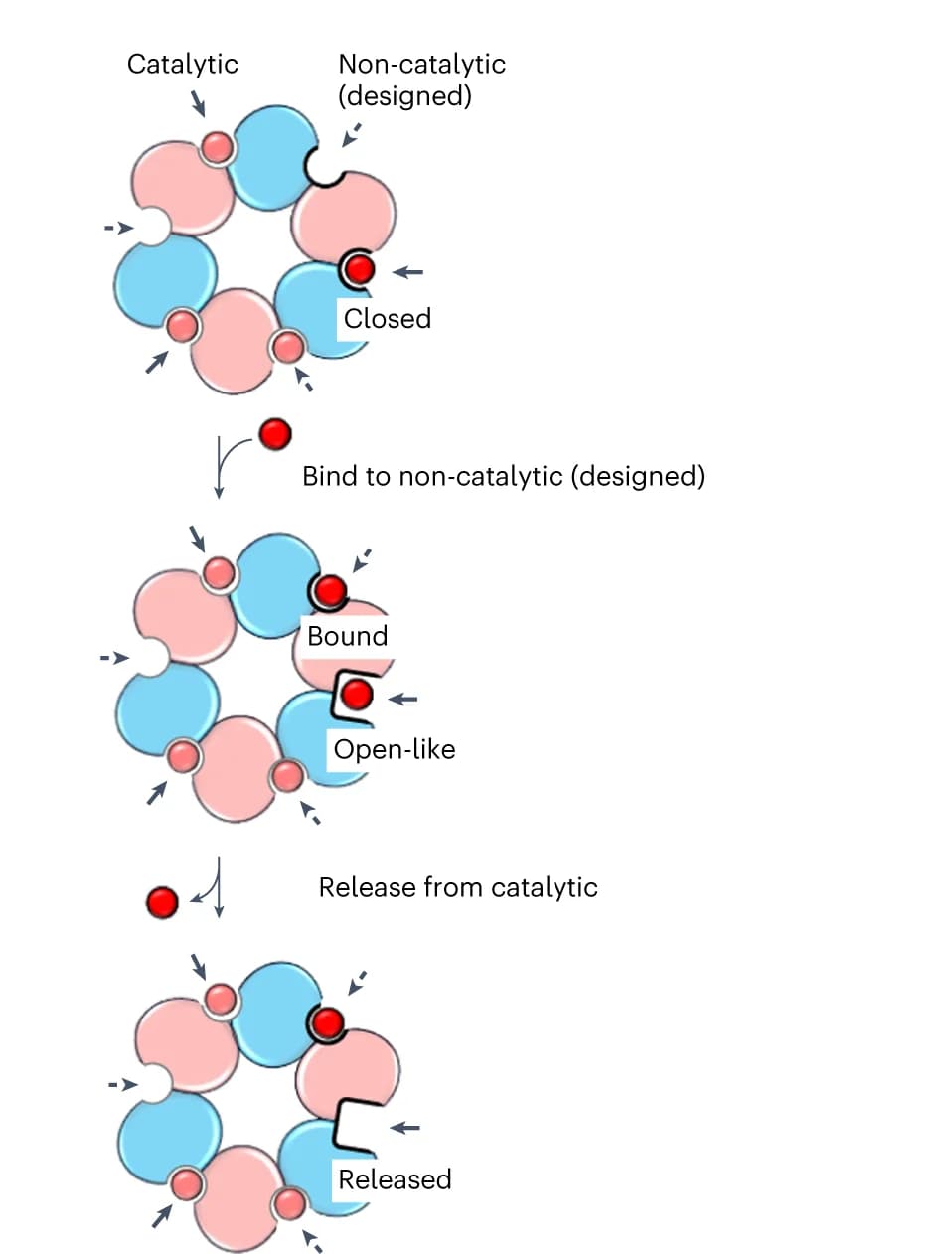 Open access visualization of Workflow, Flowchart, Illustration, ADP release, Allosteric effect