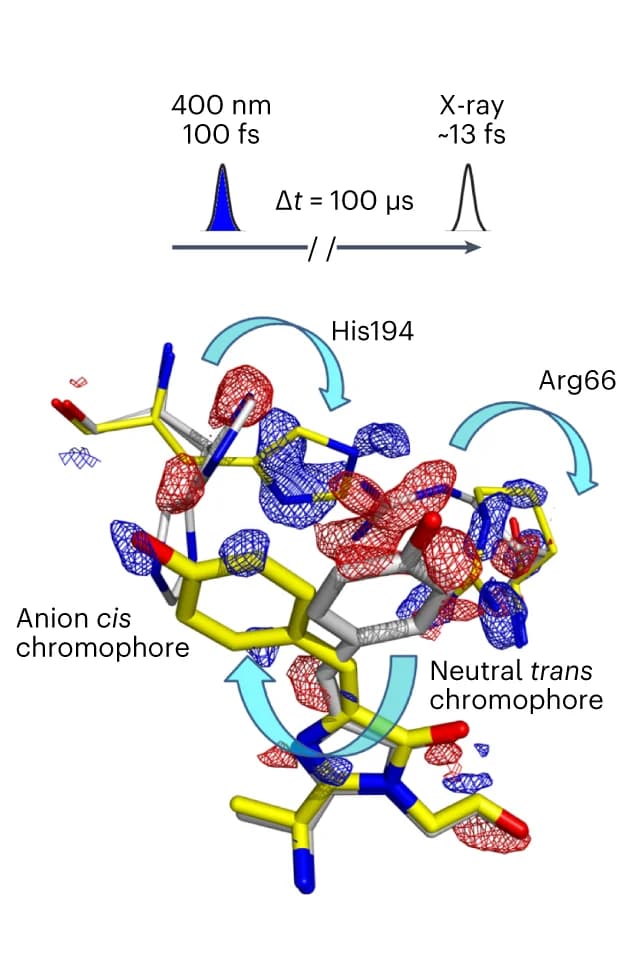 Open access visualization of Protein Structure, Time-resolved crystallography, Photoisomerization, Difference maps, Protein Rearrangements