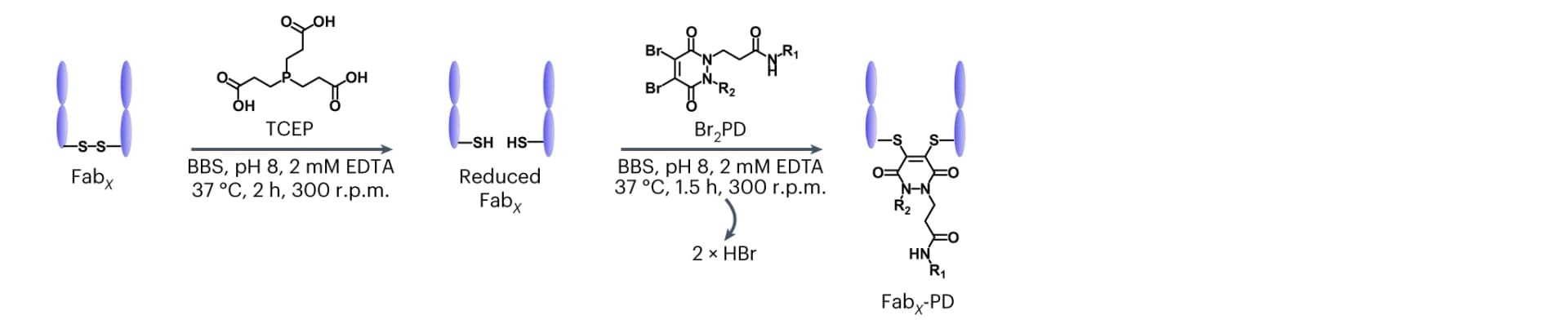 Open access visualization of Workflow, Illustration, Fabs, Pyridazinedione, TCEP