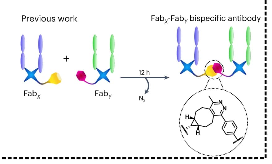 Open access visualization of Workflow, Chemical Structure, bsAbs, Pyridazinedione, SPIEDAC click chemistry