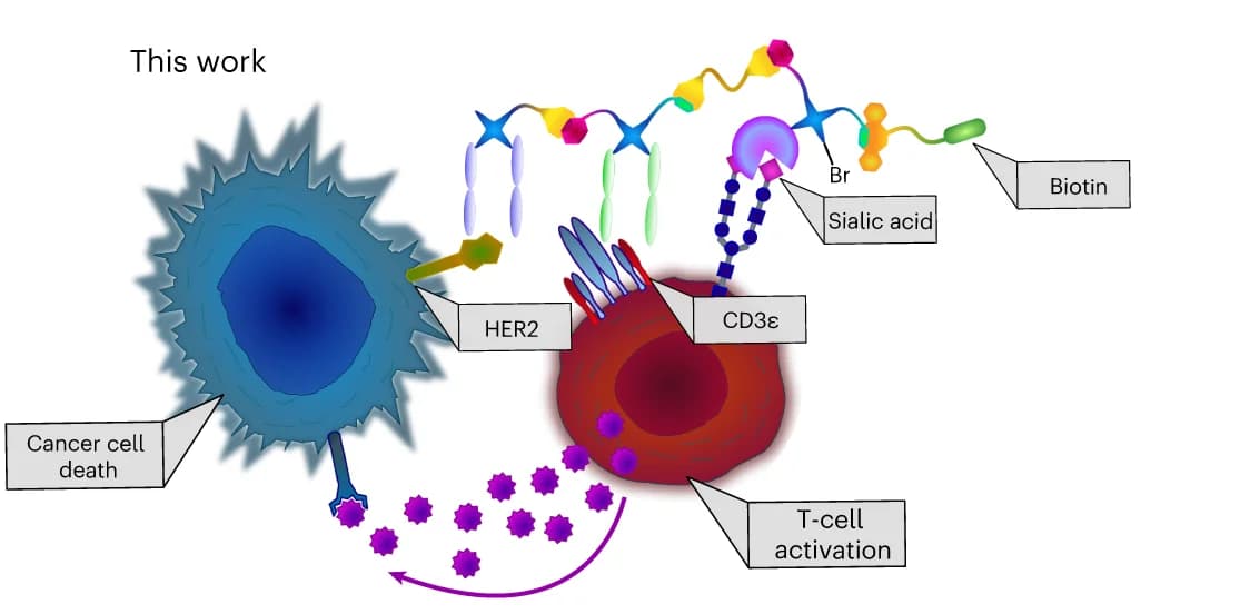 Open access visualization of Illustration, Workflow, CiTE, Sialidase, Cancer Cell