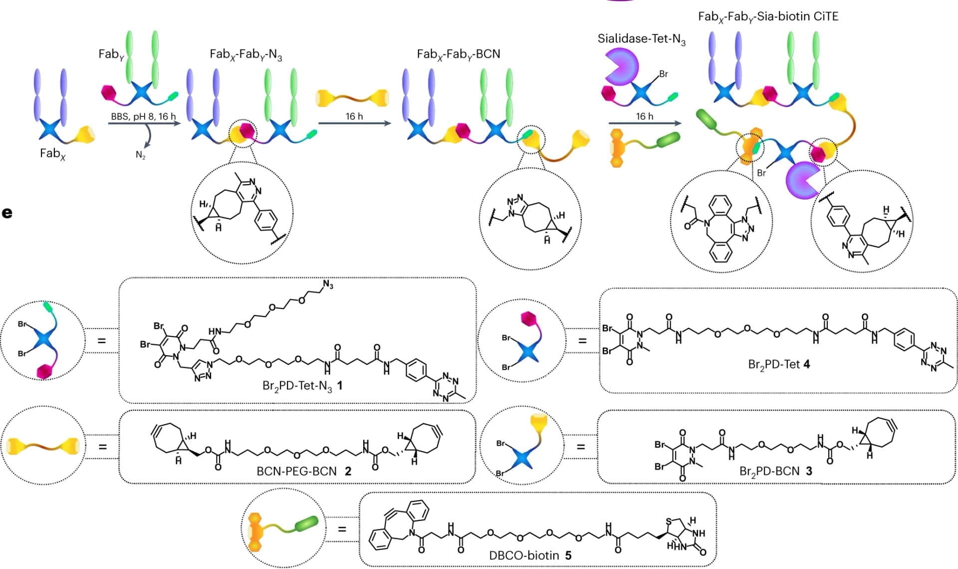 Open access visualization of Workflow, Illustration, CiTE, Protein Constructs