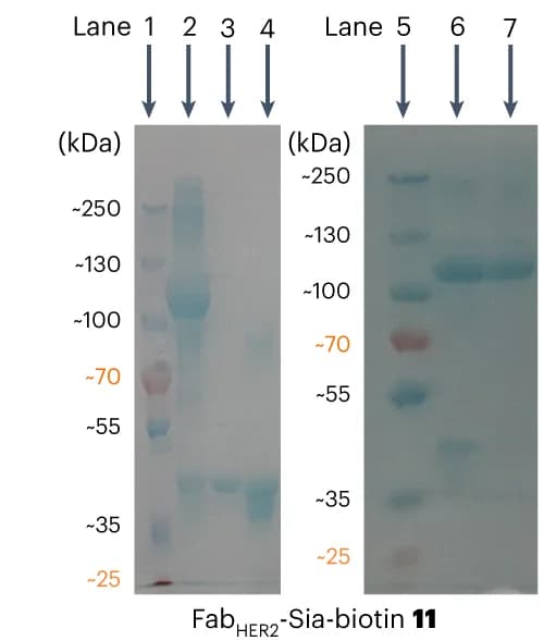 Open access visualization of Gel, SDS-PAGE, Fab HER2, Sia Biotin, Monomeric Avidin Agarose Purification