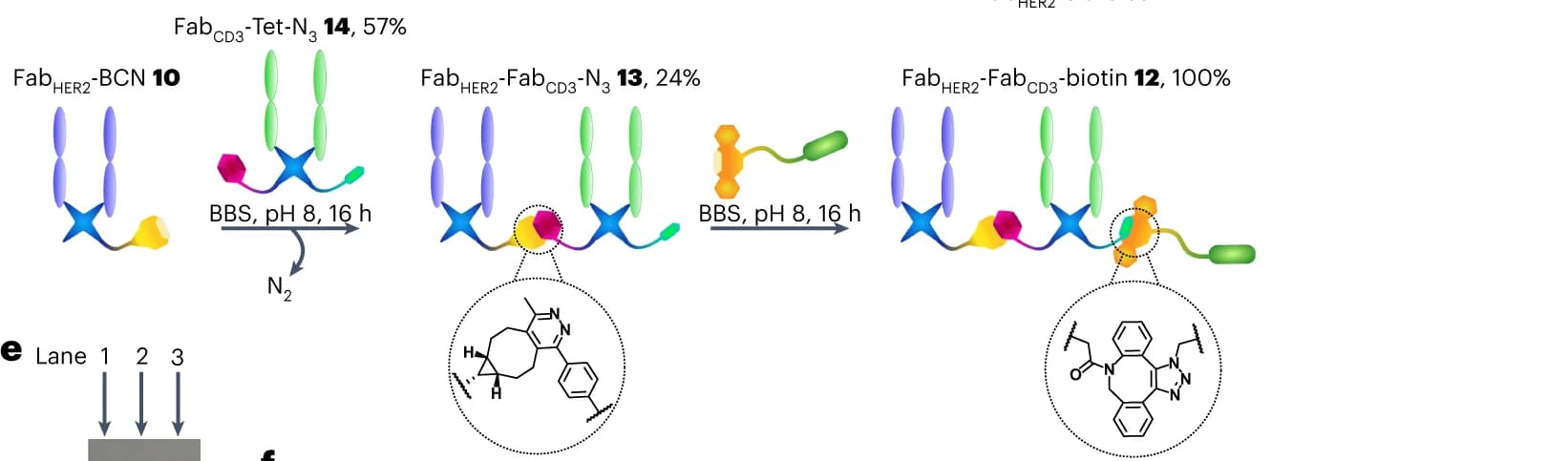 Open access visualization of Workflow, Gel, Fab HER2, Fab CD3, Biotin