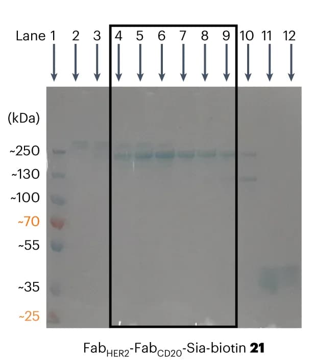 Open access visualization of Gel, SDS-PAGE, SEC Purification, Fab HER2-Fab CD20-Sia-biotin, Ladder