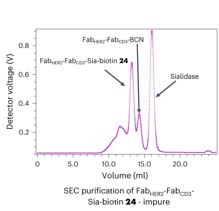 Open access visualization of Line Plot, UV Trace, SEC Purification, Fab HER2-Fab CD3-Sia-biotin CiTE