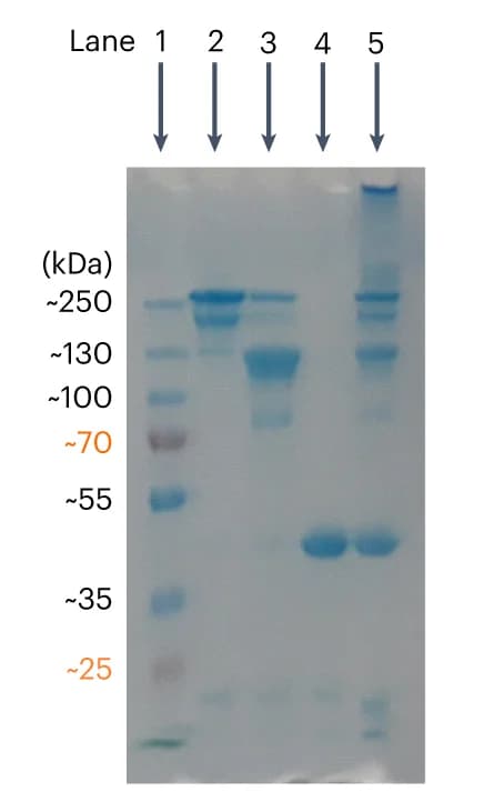Open access visualization of Gel, SDS PAGE, Fab CD3, Fab HER2, Fab PD-1