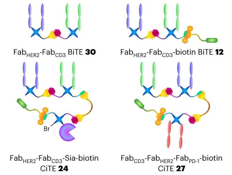 Open access visualization of Illustration, Chemical Structure, Constructs, Assay