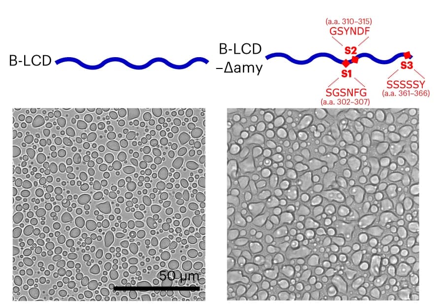 Open access visualization of Microscopy, Illustration, Brightfield Microscopy, Droplets, B-LCD