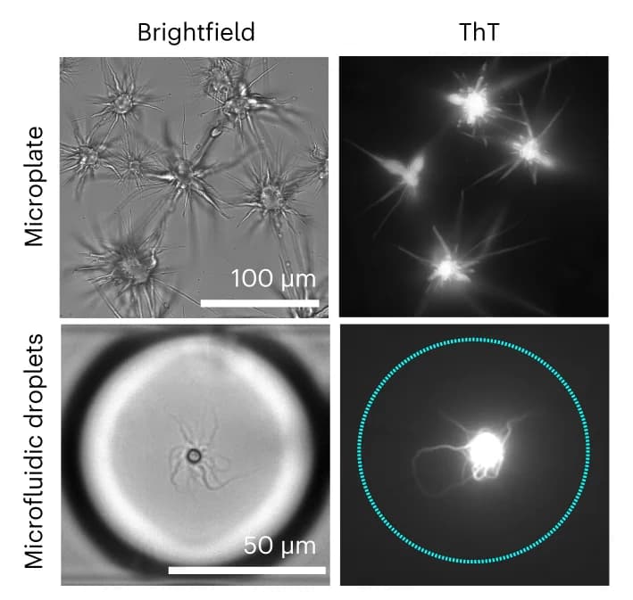 Open access visualization of Microscopy, ThT-stainable aggregates, B-LCD, Microplates, Microfluidic droplets