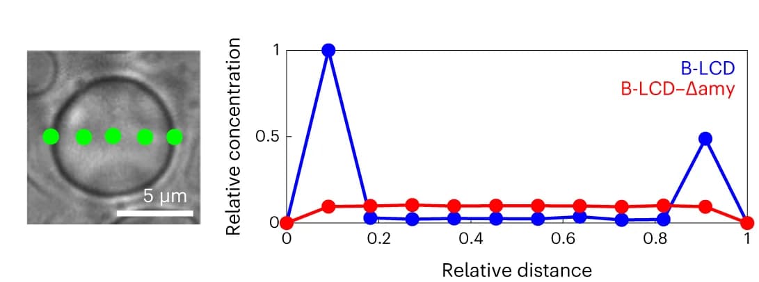 Open access visualization of Line Plot, Microscopy, Protein Concentration Profile, B-LCD Droplet, B-LCD-Δamy Droplet