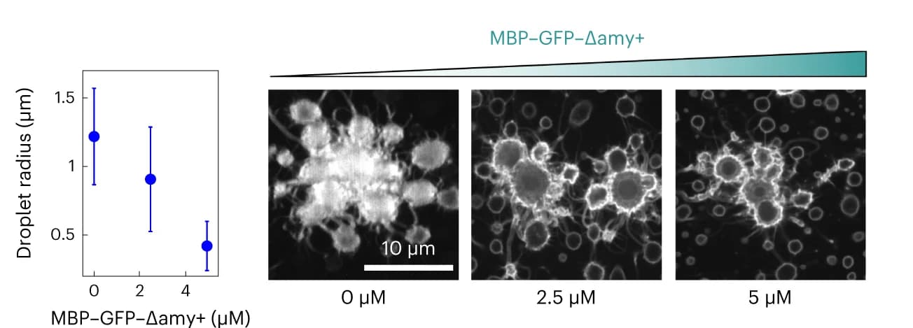 Open access visualization of Microscopy, Scatter Plot, Error Bars, Droplet size, MBP-GFP-Δamy+