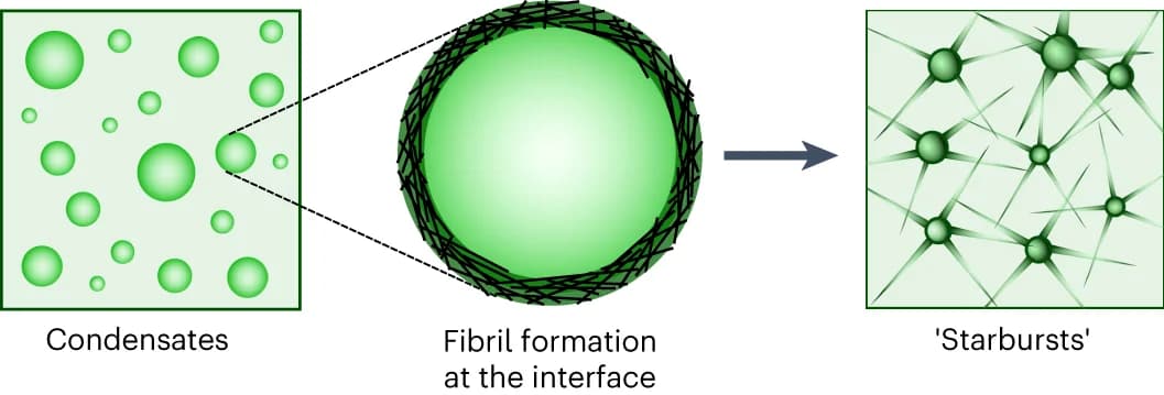 Open access visualization of Illustration, Workflow, Amyloid Formation, Condensates, hnRNPA1