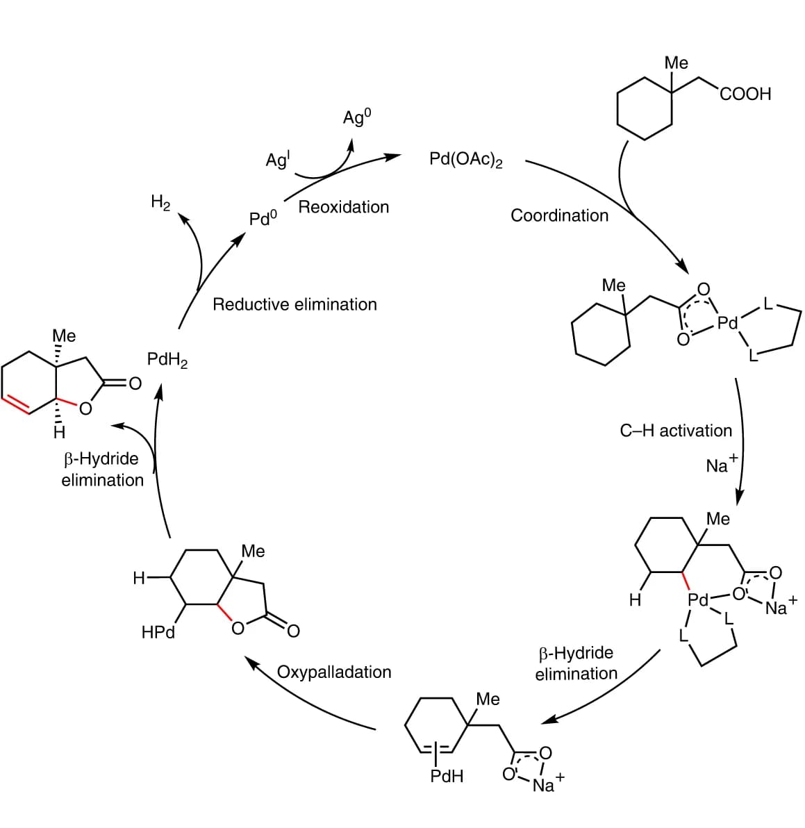 Open access visualization of Workflow, Illustration, Reaction mechanism, Unsaturated bicyclic lactones, Ligand