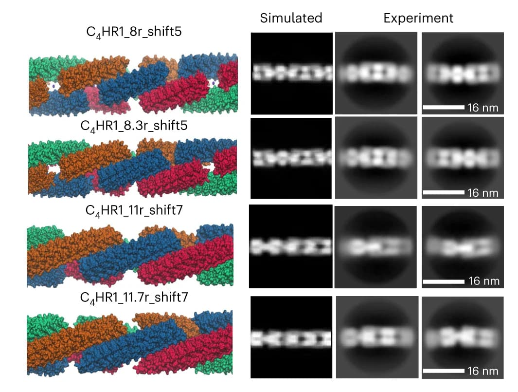 Open access visualization of Microscopy, Photo, C 4 HR1 Fibres, Chain Length, Spacing